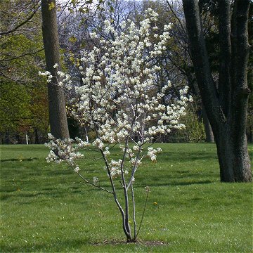 downy serviceberry shrub