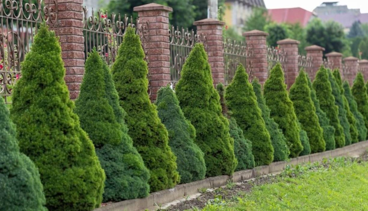 dwarf alberta spruce tree