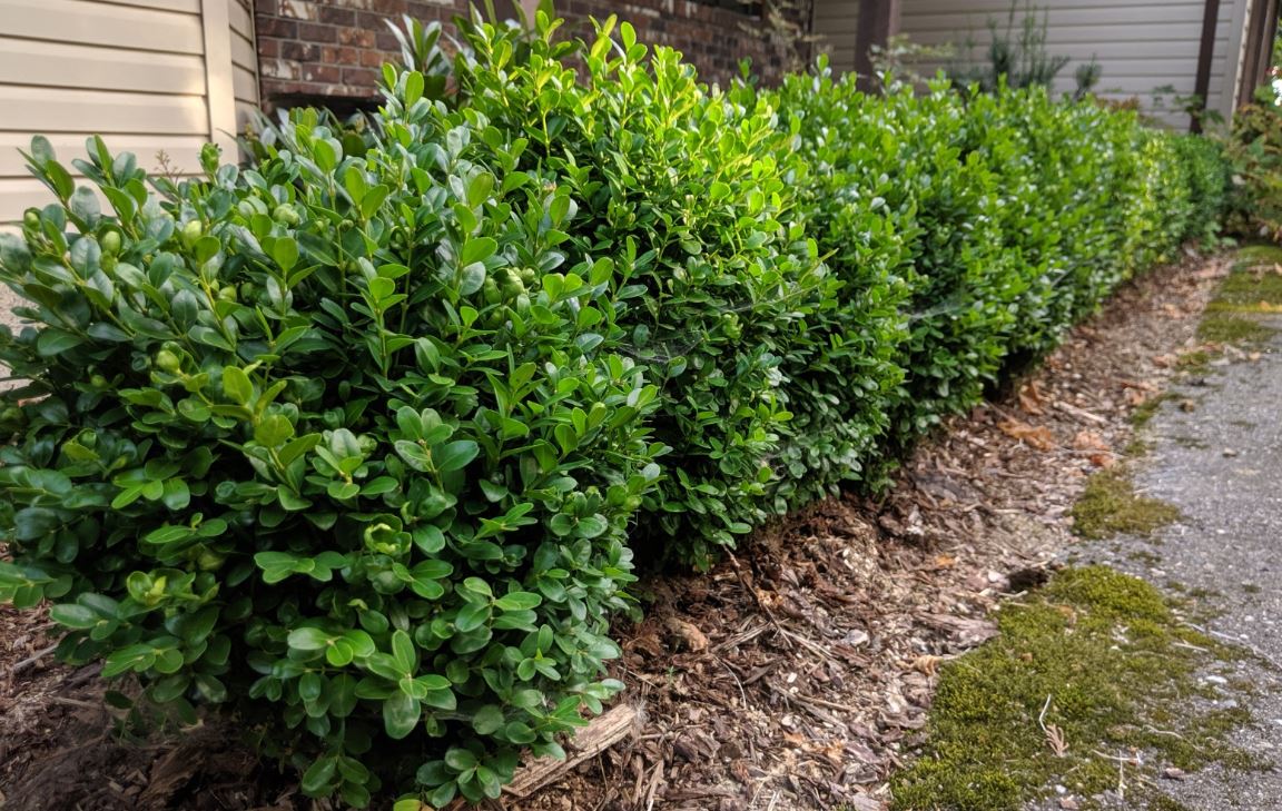 boxwood-shrub