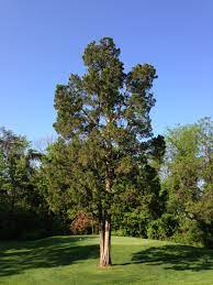 eastern red cedar tree