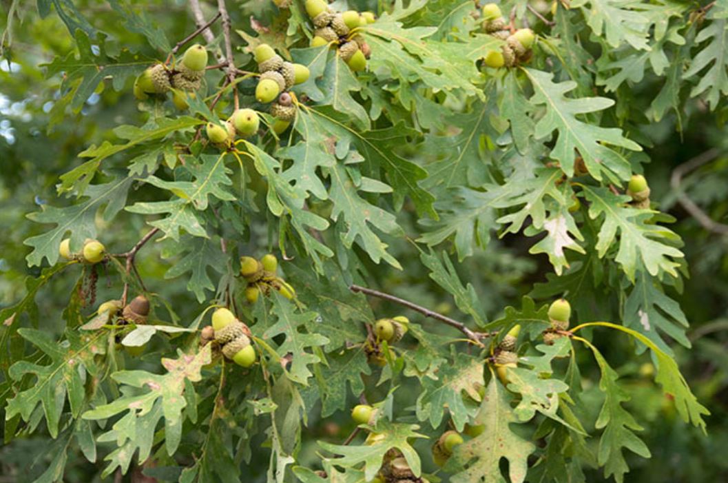 Native oak tree in Ontario