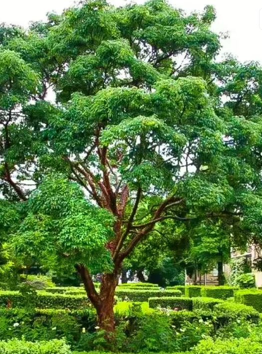 paperbark maple tree