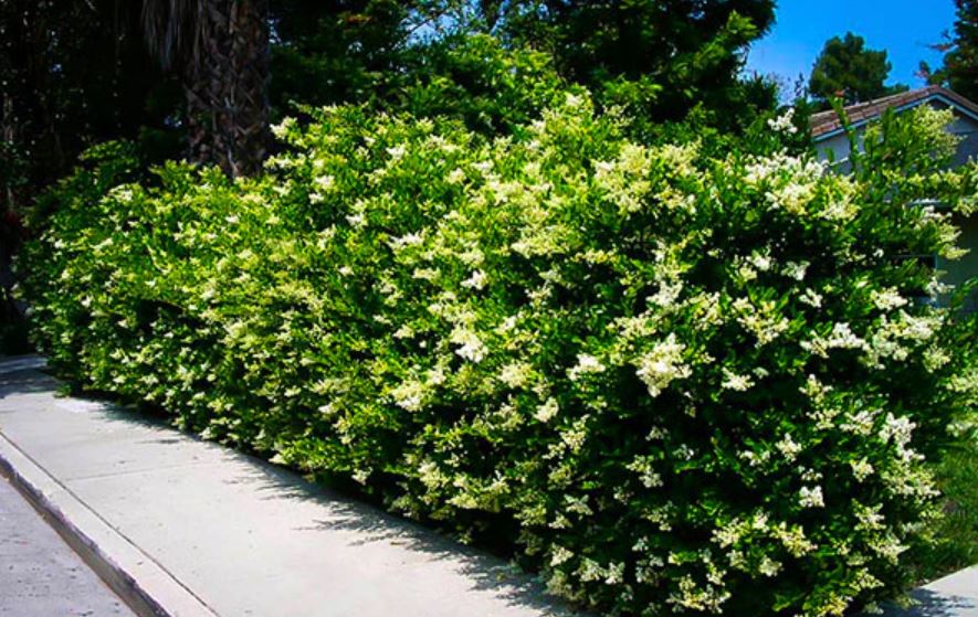 privet shrub