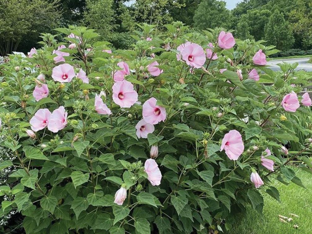 rose mallow shrub