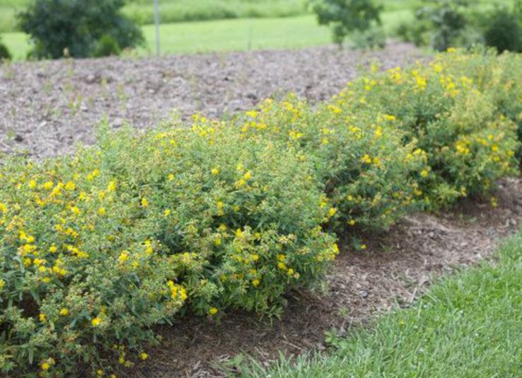 st-johns-wort