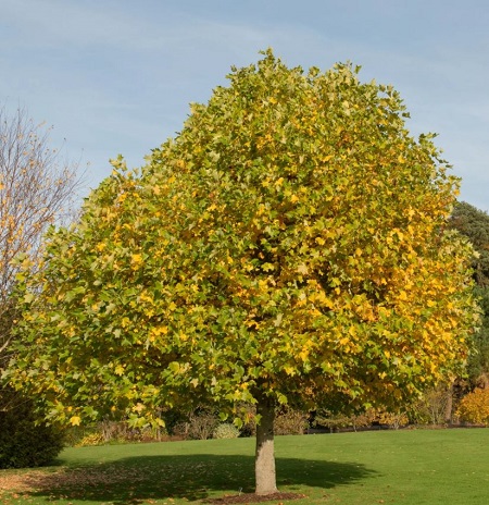 tulip tree