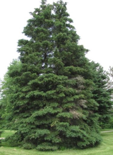 white spruce tree