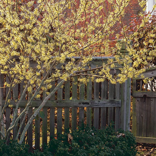 witch-hazel